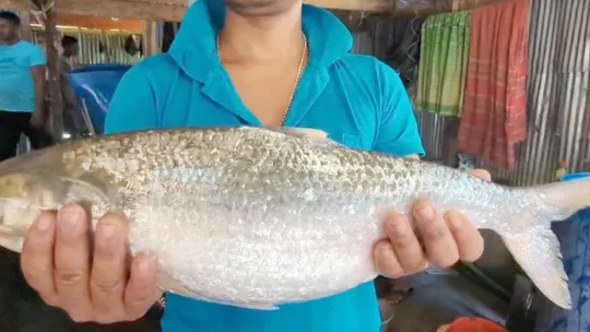 এক ইলিশ বিক্রি হলো ৭ হাজার টাকায়