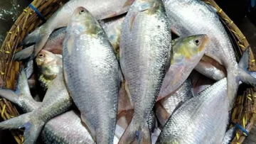 বেনাপোল দিয়ে ভারত গেলো আরও ৯৯ টন ইলিশ