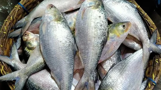 বেনাপোল দিয়ে ভারত গেলো আরও ৯৯ টন ইলিশ