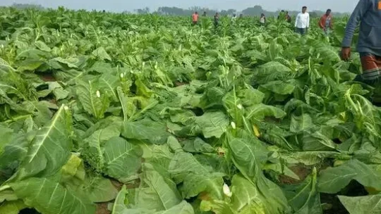 দৌলতপুরে পূর্ব শত্রুতার জেরে কৃষকের ফসল কেটে ফেলার অভিযোগ