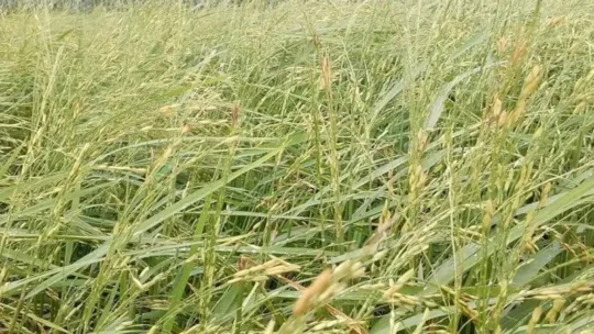 পীরগঞ্জে ঝড়-বৃষ্টিতে ব্যাপক ক্ষয়ক্ষতি