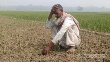 ভেজাল বীজে রাজবাড়ীর হাজারো পেঁয়াজ চাষির মাথায় হাত