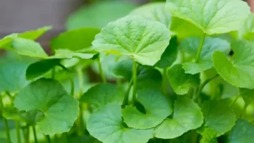 কী হয় থানকুনি পাতা খেলে?
