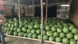 দৌলতপুরে ৭০ থেকে ৮০ টাকা কেজিতে তরমুজ বিক্রি, বিপাকে ক্রেতারা
