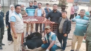 স্বপ্নপুরী থেকে উদ্ধার ৫ ভাল্লুক গাজীপুর সাফারি পার্কে হস্তান্তর